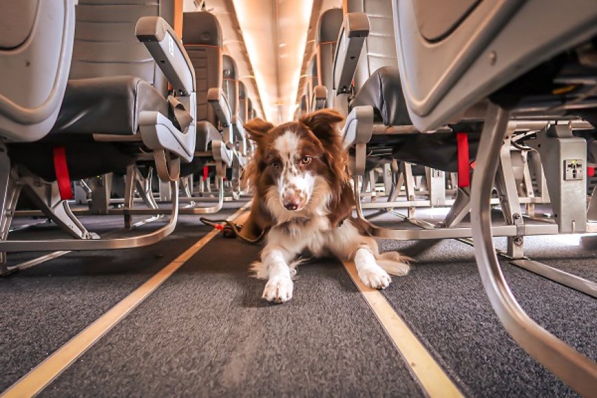 Como Viajar de Avião com Cachorro Sem Estresse