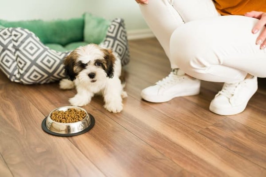 Melhor Ração para Shih Tzu: Como Escolher a Alimentação Ideal