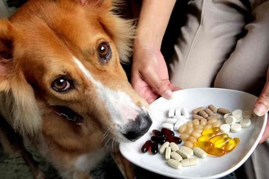 3 remédios proibidos para pets: medicamentos humanos que podem intoxicar cães e gatos
