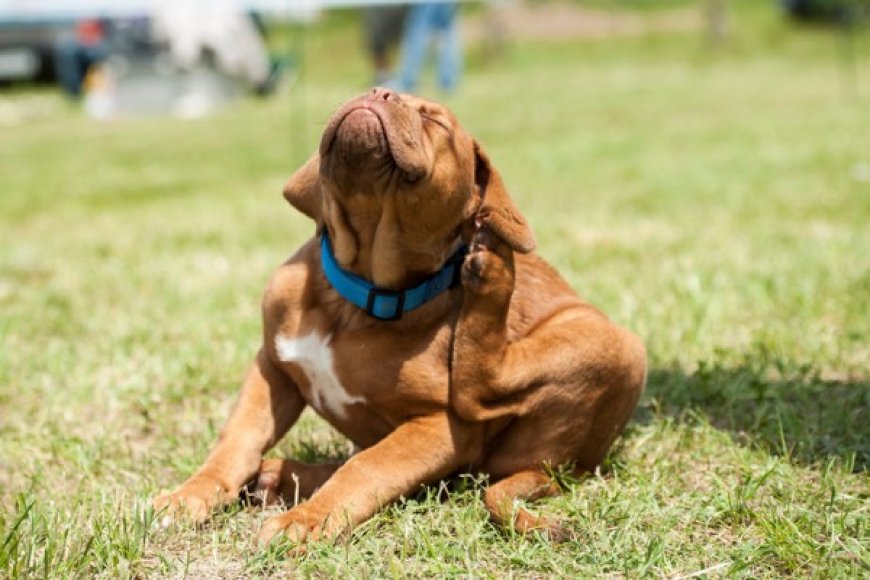 Cachorro com coceira constante: causas mais comuns e o que fazer