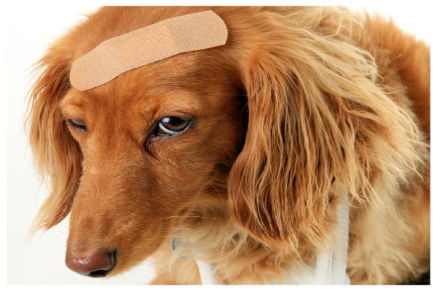 Como prevenir acidentes domésticos com pets