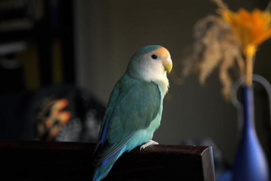 Doenças comuns em aves domésticas e como prevenir problemas de saúde