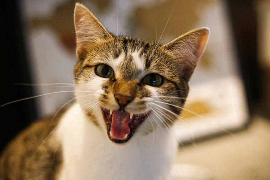 Gato miando muito: quando se preocupar e o que esse comportamento pode estar tentando dizer