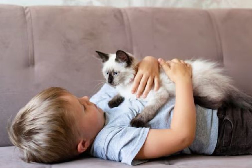 Gatos ideais para crianças: como escolher o perfil certo para a família