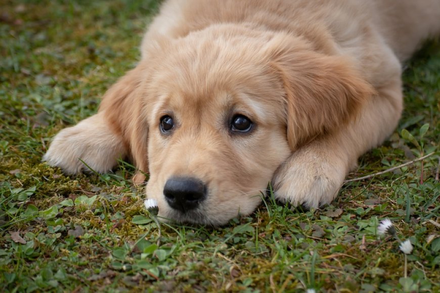 Muco nas fezes do cachorro: o que fazer e quando se preocupar