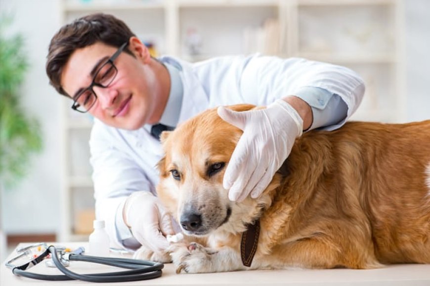 Plano de saúde para pets: prós e contras