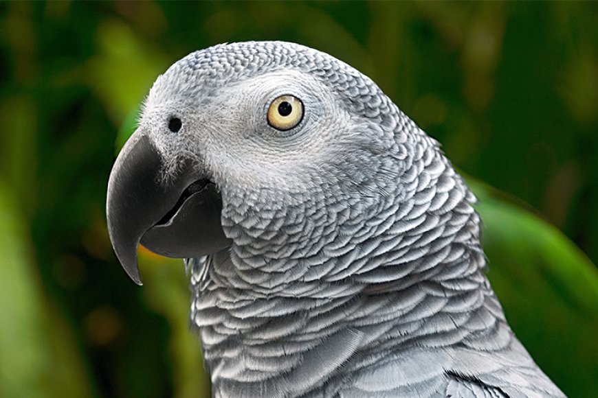 Tipos de pássaros que falam: conheça aves conhecidas por imitar sons e palavras