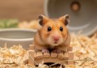 Hamster como Pet: O que saber  antes da Adoção
