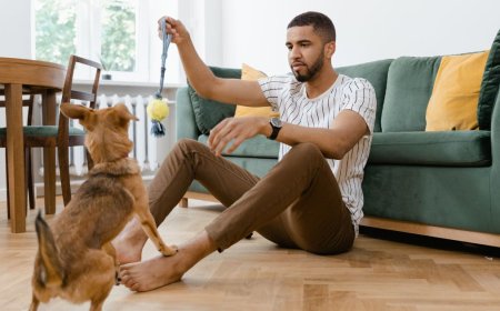 5 Raças de Cachorro para Apartamento (e como escolher a ideal para você)