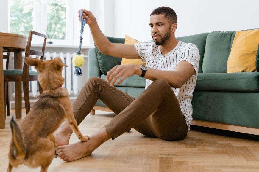 5 Raças de Cachorro para Apartamento (e como escolher a ideal para você)