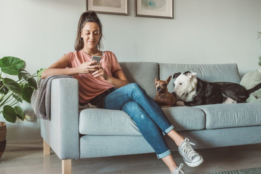 Como Escolher a Creche Perfeita para o Seu Pet