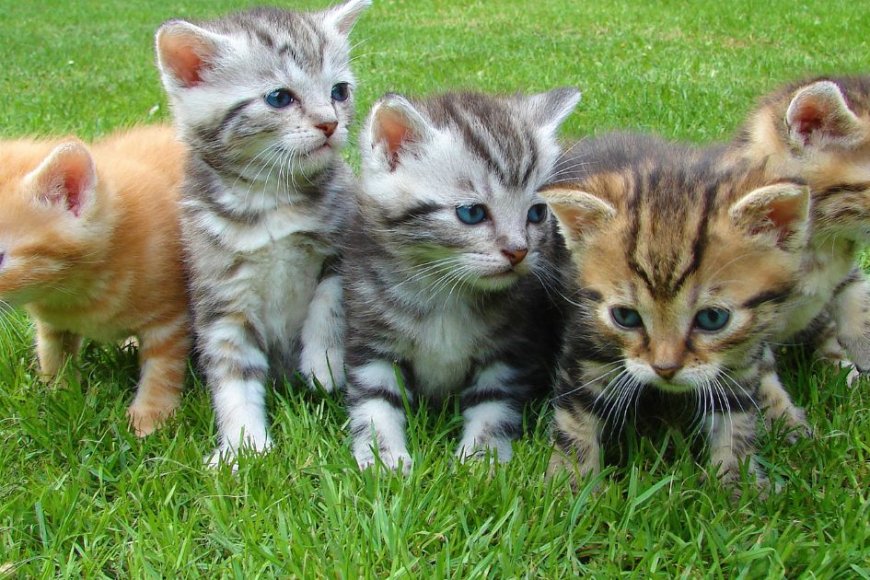 10 Raças de Gatos Incríveis Para Ter Como Companheiros