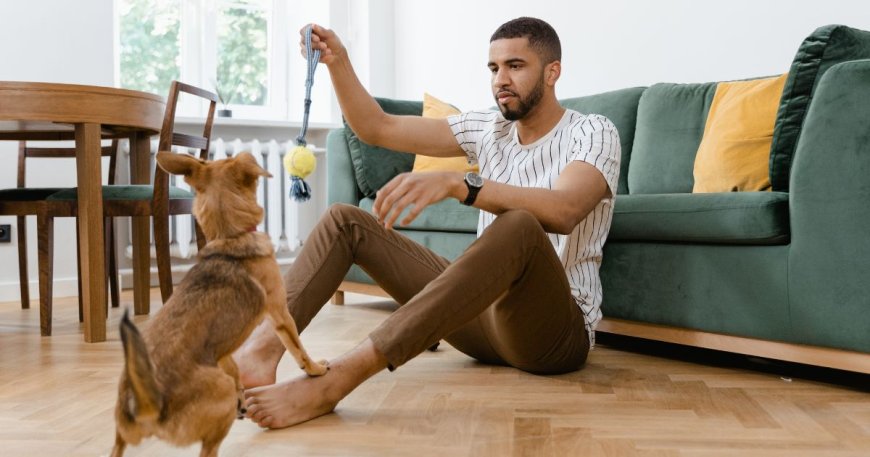 5 Raças de Cachorro para Apartamento (e como escolher a ideal para você)