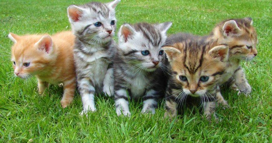 10 Raças de Gatos Incríveis Para Ter Como Companheiros