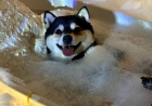 Manyu, a Shiba Inu do spa day: conheça a raça e os cuidados essenciais