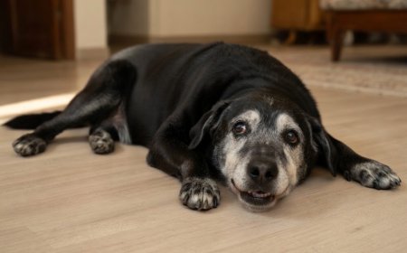 Cães Idosos: Sinais de Alerta e Como Cuidar da Saúde na Velhice