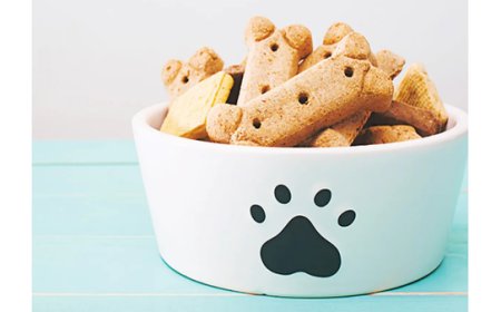 Como Escolher um Bom Petisco para Cães: Guia Completo