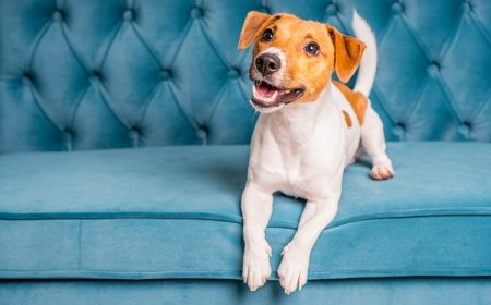 Raças de Cachorros que Não Soltam Pelo: Tudo o Que Você Precisa Saber