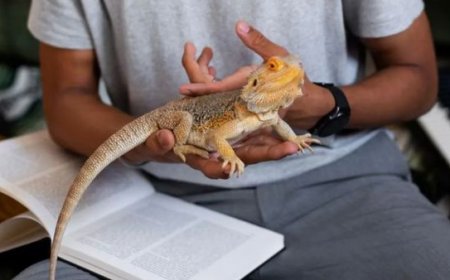 Animais Exóticos Permitidos no Brasil: O Que Diz a Lei e Como Escolher com Responsabilidade