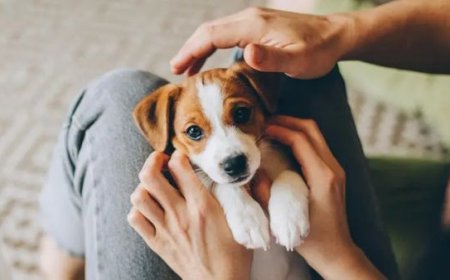 Cachorro com Diarreia: O Que Fazer, Quando se Preocupar e Como Ajudar com Segurança