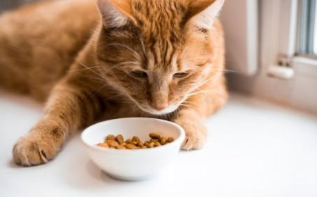 Gato Não Quer Comer: Causas Mais Comuns e o Que Fazer