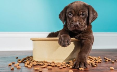 Melhores Rações para Filhotes de Cachorro