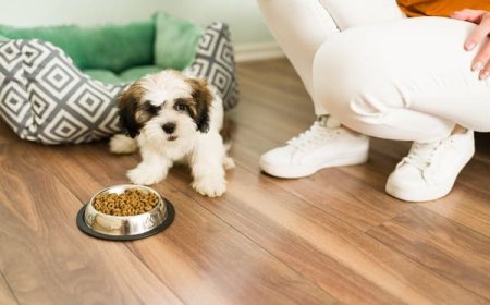 Melhor Ração para Shih Tzu: Como Escolher a Alimentação Ideal