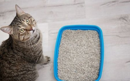 Melhor Areia para Gatos: Como Escolher a Opção Ideal para Higiene, Conforto e Praticidade
