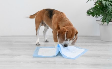 Tapete higiênico realmente funciona? Veja como ensinar seu pet do jeito certo