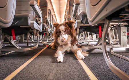 Como Viajar de Avião com Cachorro Sem Estresse