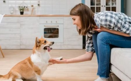 Como Adestrar Cachorro em Casa: Técnicas Reais para o Dia a Dia