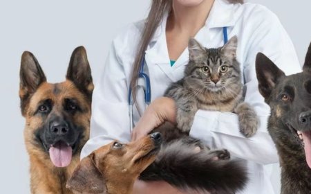 Melhor plano de saúde pet: como escolher o ideal sem cair em armadilhas