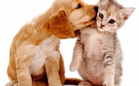 Raças de cachorro e gato pequenas para quem busca pets compactos