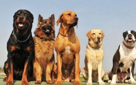 Raças de cachorro grandes: conheça as principais e descubra qual combina com você