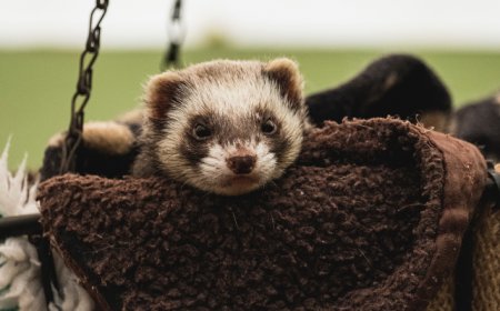 Animais exóticos fáceis de cuidar: opções ideais para quem quer sair do comum