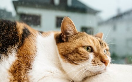 Gato com vômitos frequentes: causas, sinais de alerta e o que fazer
