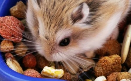 Alimentação ideal para roedores: o que pode e o que nunca oferecer