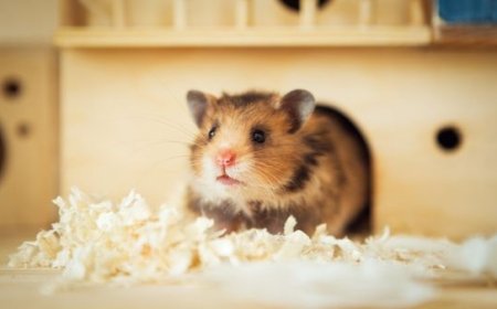 Como montar o habitat perfeito para roedores: conforto, segurança e bem estar