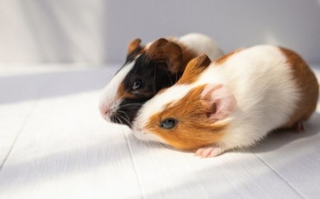Hamster, porquinho da Índia ou gerbil: qual escolher?