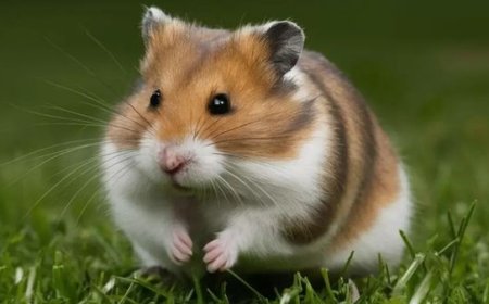 Doenças comuns de roedores: sinais de alerta e como cuidar melhor do seu pet