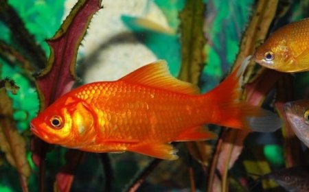 Guia completo de alimentação para peixes de aquário