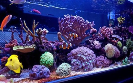 Aprenda como montar o aquário perfeito