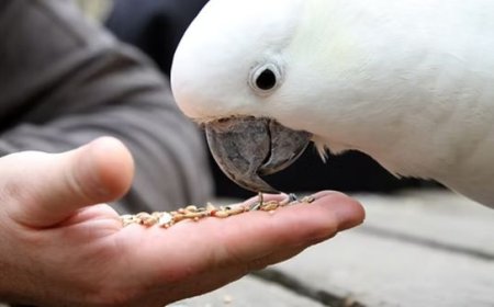Alimentação saudável para aves domésticas