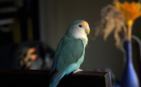 Doenças comuns em aves domésticas e como prevenir problemas de saúde