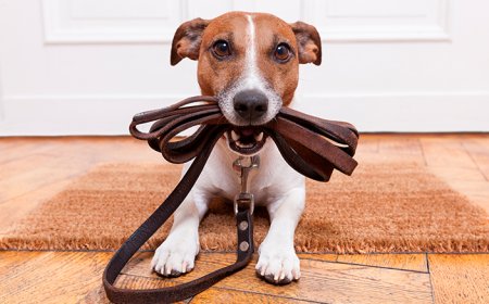 Melhores coleiras para cachorro