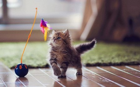 Brinquedos para gatos ativos