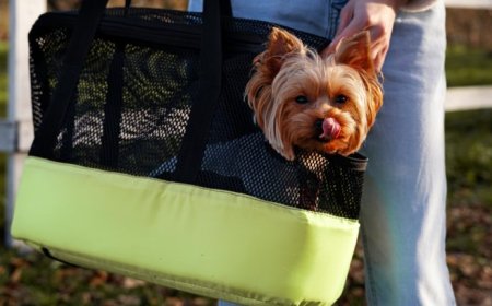Melhores transportadoras de viagem para Cães e Gatos