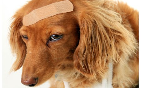 Como prevenir acidentes domésticos com pets