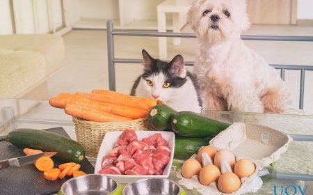Entenda tudo sobre alimentação natural para pets