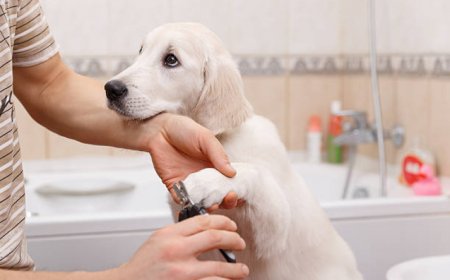 Banho e tosa em casa: guia prático para cuidar do seu pet com segurança